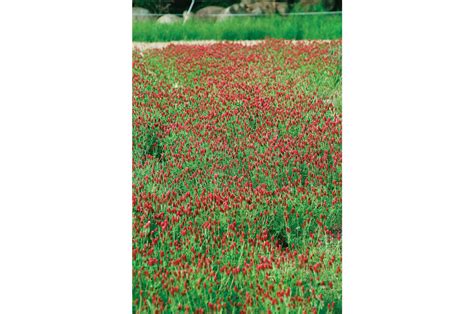 crimson clover cover crop seed johnny s selected seeds