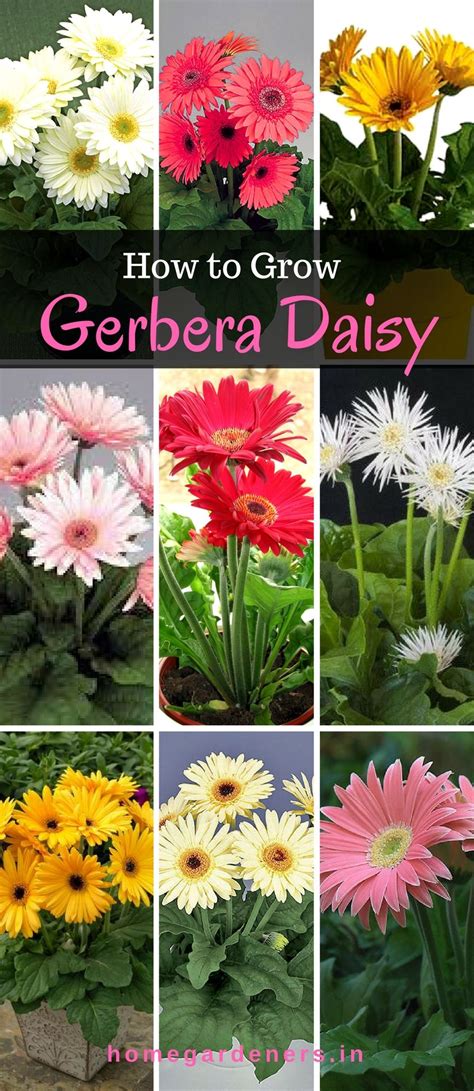 gerbera daisy guide   gerbera daisy resources