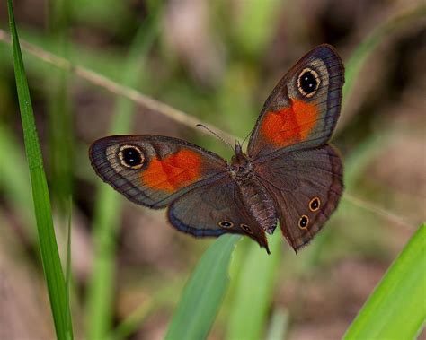 rainforest brown reenwoud bosbruintjie cassionympha cassius butterfly  animals