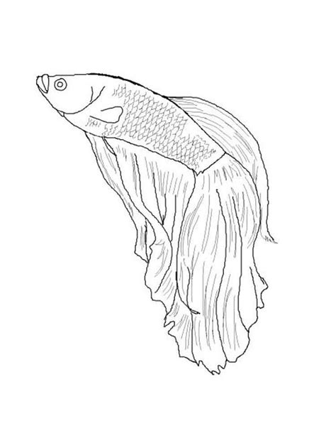 betta fish coloring pages  kids   adults fish coloring