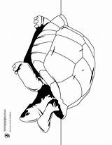 Tortoise Coloring Giant Drawing Pages Clipart Reptiles 12kb Getdrawings Library Clipartmag Getcolorings Kids sketch template
