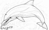 Dolphin Coloring Pages Hungry sketch template