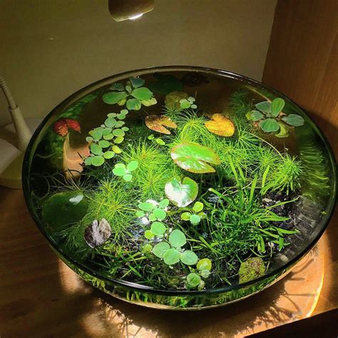 small indoor aquatic plants