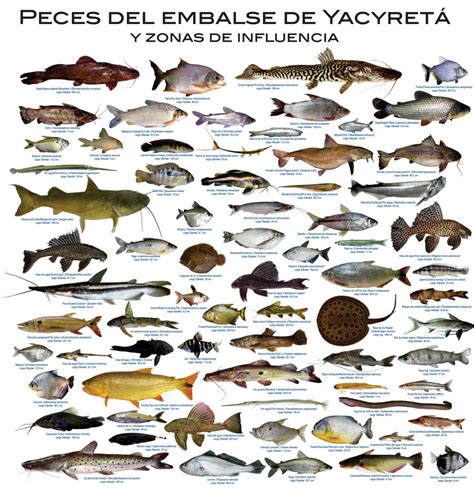 sintetico  foto tipos de peces  sus nombres alta definicion