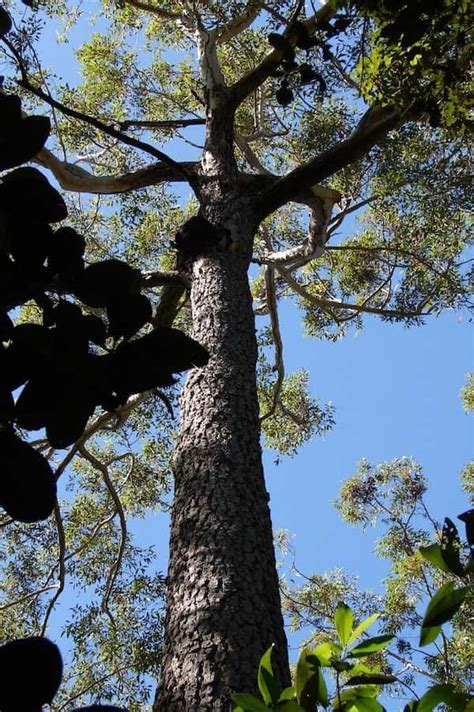 eucalyptus cloeziana gympie messmate