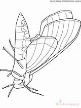 Moth Mite Robaki Schmetterlinge Insectes Owady Kolorowanki Farfalla Dzieci Audio Dessin Tiere Coloriage Weevil Malvorlage Kategorien Coloriages sketch template