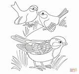 Coloring Sparrow Pages Sparrows Three Supercoloring Printable sketch template