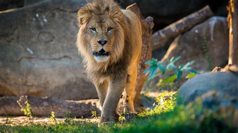 african lion  houston zoo