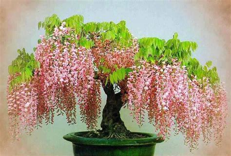 wisteria bonsai flowers gardens pinterest