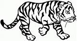 Tigres Bengala Imágenes sketch template