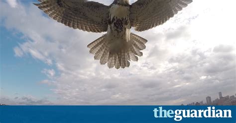 bird  machine hawk attacks drone cam video world news  guardian