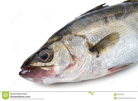 Japanese Sea Bass Lateolabrax Japonicus Stock Image Image Of Fresh