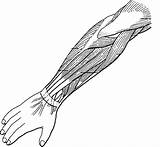 Muscles Unlabeled Brazo Biologycorner Muscular Forearm Physiology Anatomical Forocoches System Labeled Carpi Tribales Flexing Entero Ulnaris Flexor sketch template