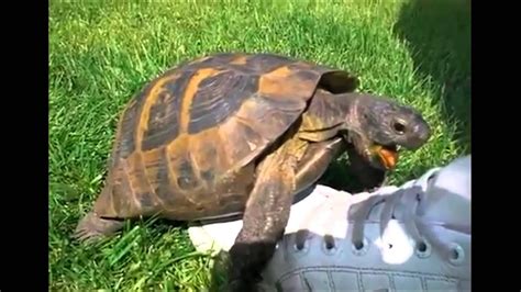 turtle having sex with shoe squeaking youtube