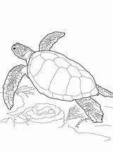 Coloring Pages Turtles Turtle Printable Kids sketch template