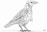 Colorare Raven Disegni Crow Rabe Cornacchia Malvorlage Ausmalbild Kostenlos Uccelli Crows Ausdrucken Corvi Tutti Supercoloring Bambini Grigia Stampabili sketch template