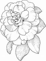 Camellia Flower Coloring Pages Flowers Print Recommended sketch template