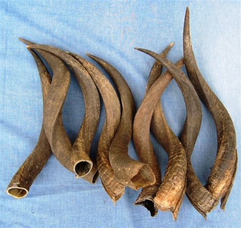 inches wholesale kudu horn  sale  worldwide wildlife products