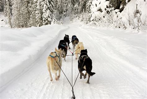 rear view  dogs pulling  sled photograph  brian caissie