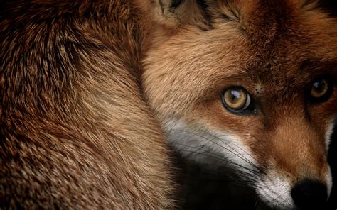 cunning fox beautiful images  hd wallpapers  wallpapers  backgrounds