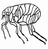 Flea Coloring Pages Insect Color Template Online Printable Animal Animals sketch template
