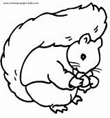 Squirrel Color Coloring Pages Printable Tail Animal Squirrels Kids Bushy Sheets Found sketch template