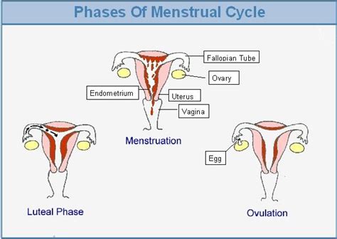 pin by kriya lendzion on sex ed for teens menstrual cycle reproductive system fourth phase