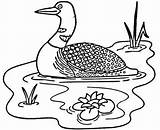 Loon Coloring Loons Pages Printable Lake sketch template