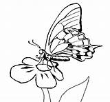 Flor Borboleta Mariposa Farfalla Fiore Desenho Colorear Papillon Borboletas Disegno Papallona Acolore Dibuix Coloritou Dibuixos sketch template