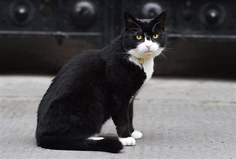downing street welcomes two new cats evie and ossie to help catch mice in the cabinet office