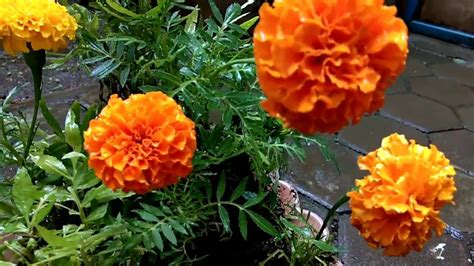 merawat bunga marigold  warnanya mencolok bercocoktanam