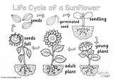Cycle Sunflower Life Colouring Pages Seed Activity Sunflowers Flowers Tiny Become Grows sketch template