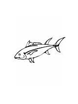 Tuna Coloring Fish sketch template