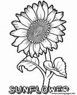 Sunflower Coloring Pages Flower Printable Flowers Kids Print Colouring Drawing Sheets Printables Summer Beautiful Book Fun Floral Topcoloringpages Pdf Big sketch template