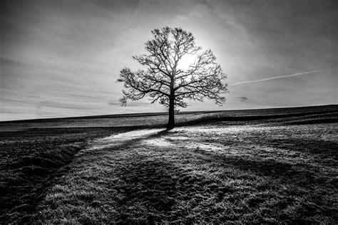 grayscale photo  withered tree hd wallpaper wallpaper flare