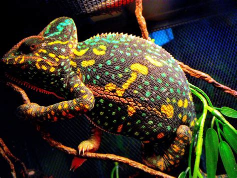 kuching iguana club female veiled chameleon  receptive  beautiful colours