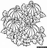 Pumpkin Coloring Patch Pages Drawing Halloween Vine Fall Pumpkins Clipart Patches Autumn Getdrawings Para Gif Colorear Painting Projects sketch template