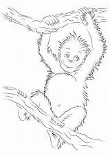 Orangutan Coloring Ausmalbild Momjunction Letzte sketch template
