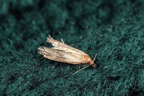 blog the trick to keeping clothes moths out of your houston home