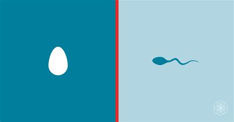 sperm and eggs how many do i have sex cell faqs