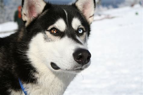 dog zone siberian husky profile