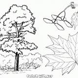 Coloring Trees Tree Maple Poplar Pages Colorkid sketch template