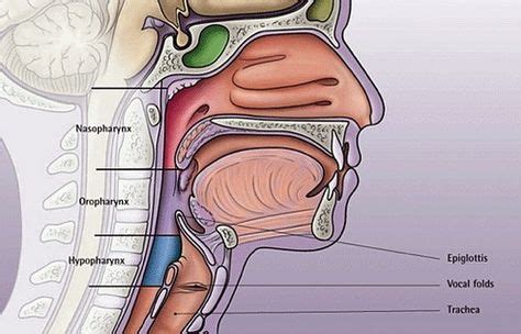 throat anatomy  anatomy  throat throat anatomy