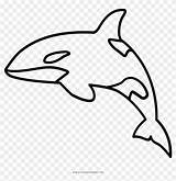 Orca Outline Whale Coloring Pages Book Size Clipart Transparent sketch template