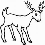 Deer Animals Coloring Drawing Pages Cartoon Easy Wild Reindeer Color Printable Whitetail Mule Outline Drawings Sketches Sketch Clipart Kids Draw sketch template