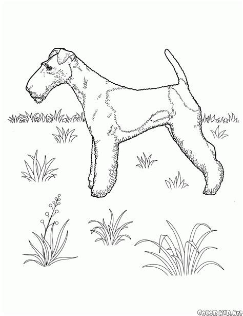 airedale terrier colouring pages colouring pages coloring home