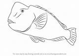 Parrotfish Draw Humphead Drawing Step Animals sketch template