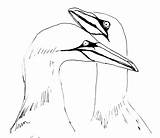 Gannet Coloring Gannets Bird Ella Fortnight Johnston Sketch Quick Designlooter 19kb 2359 sketch template