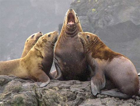 steller sea lions   threatened species list  spokesman review