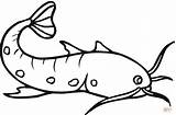 Catfish Pez Bagre Peixe Sum Poisson Ryby Kolorowanki Colorier Kolorowanka Rybki Peces Pesci Tudodesenhos Pintar Pesce Mamydzieci Facile sketch template